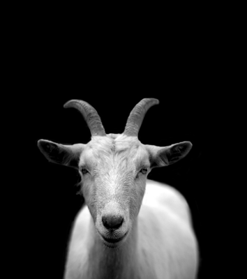 If somebody calls you a goat, remember it’s a compliment
